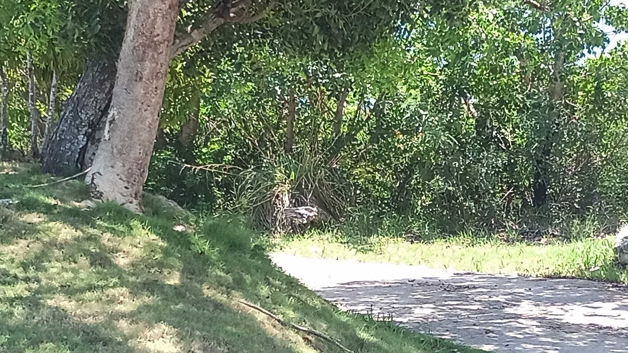 Photo of Outdoor in Marsh Harbour