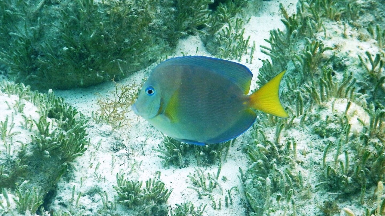 Photo of Others in Rainbow Bay