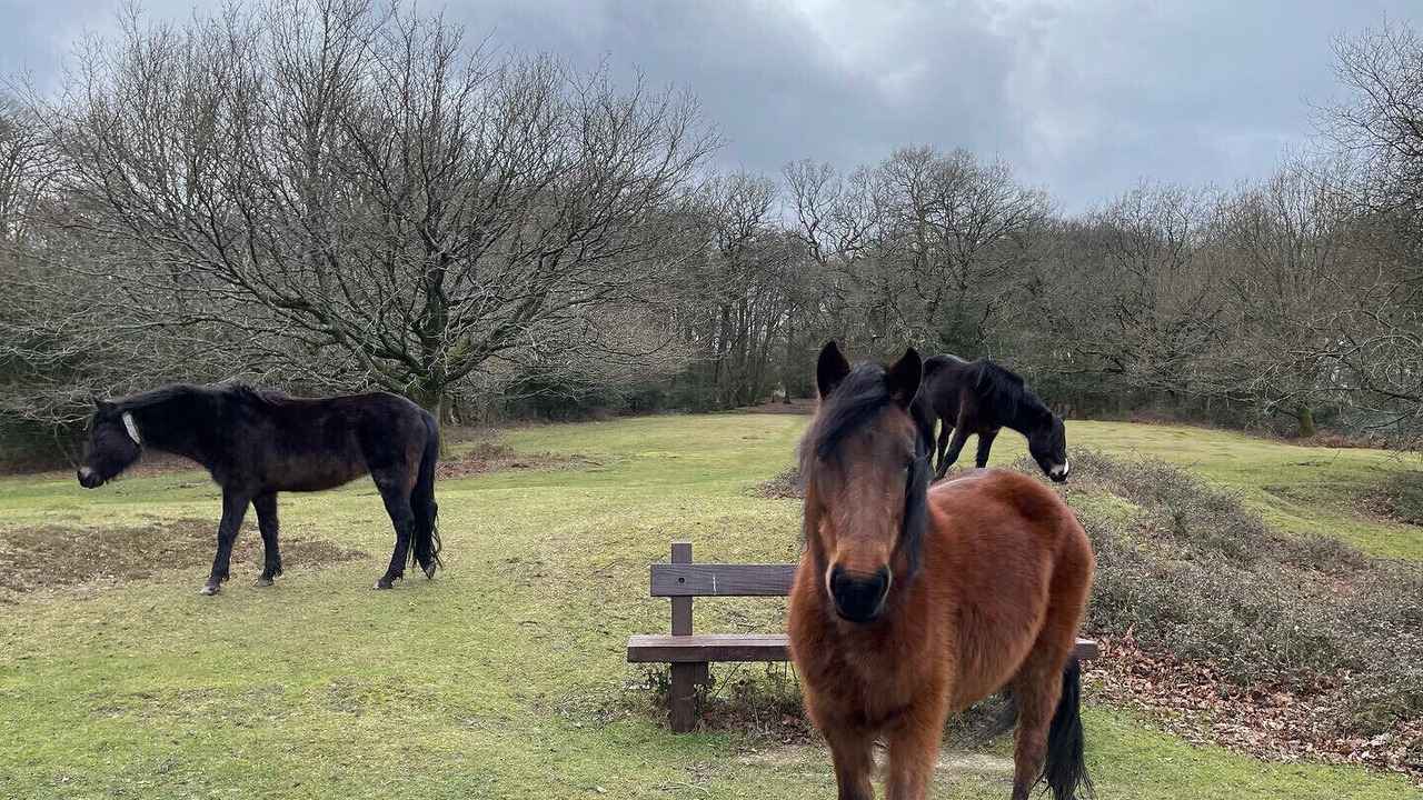 Photo of Others in New Forest District