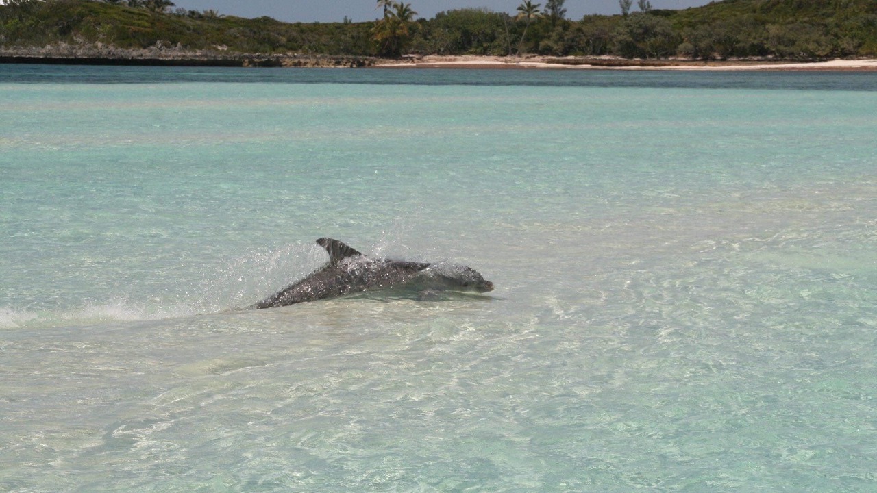Photo of Others in Lubbers Quarters Cay