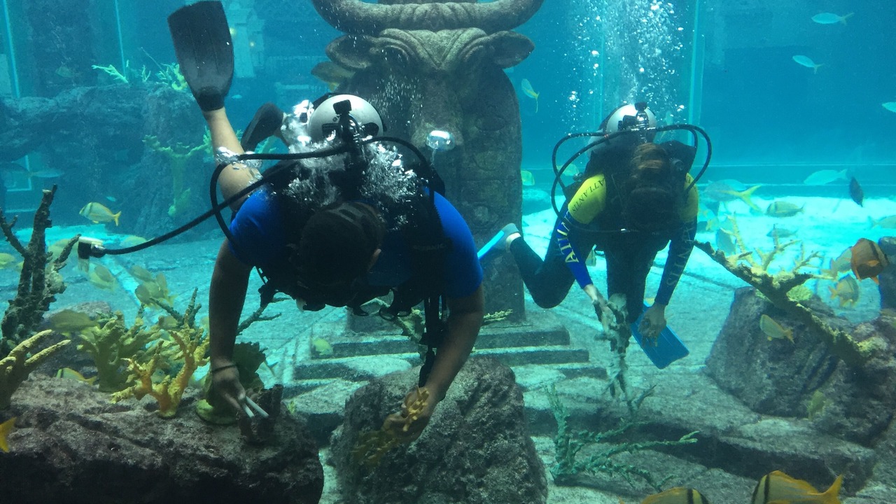 Photo of Others in Paradise Island
