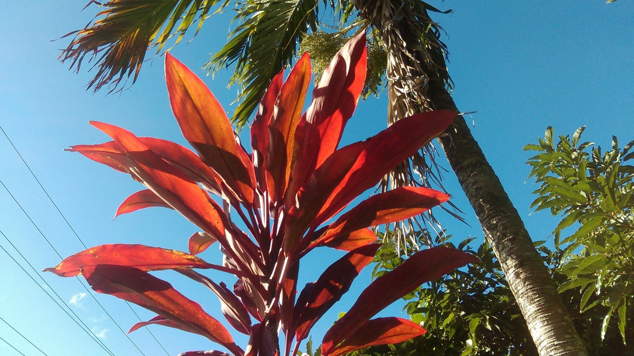 Photo of Outdoor in Waikiki