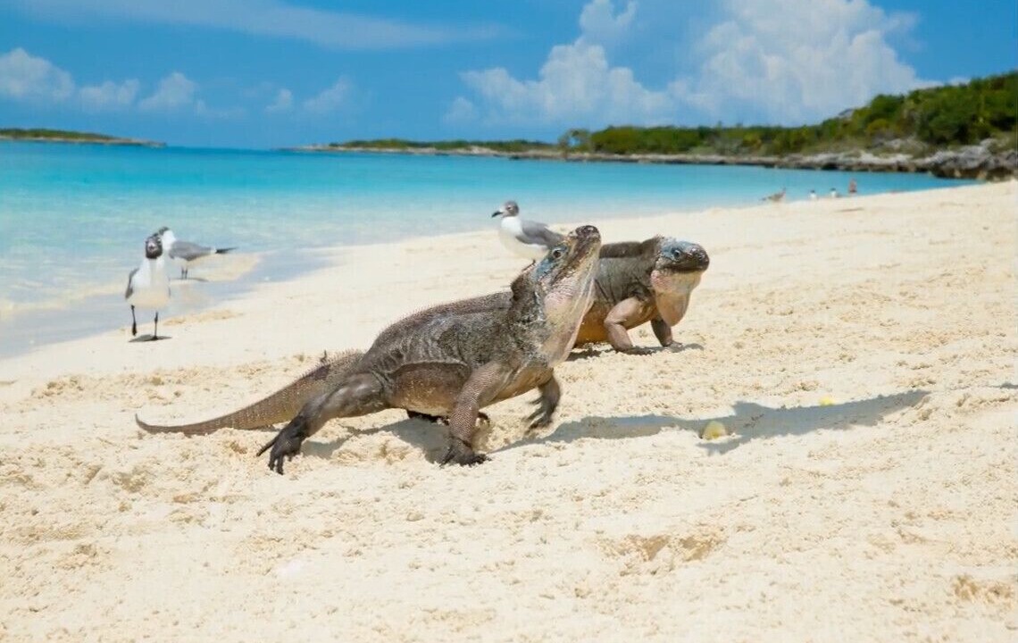 Photo of Others in Staniel Cay