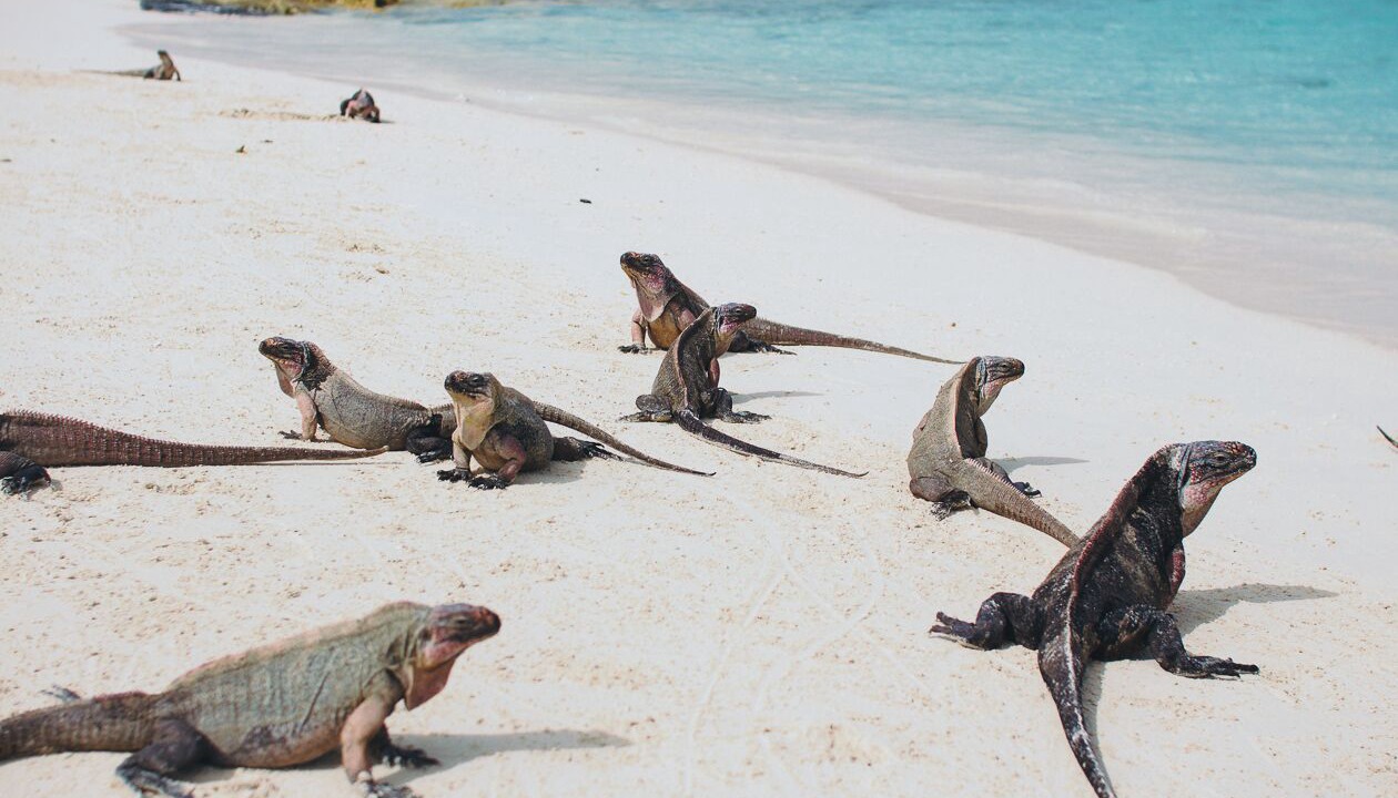 Photo of Others in Staniel Cay