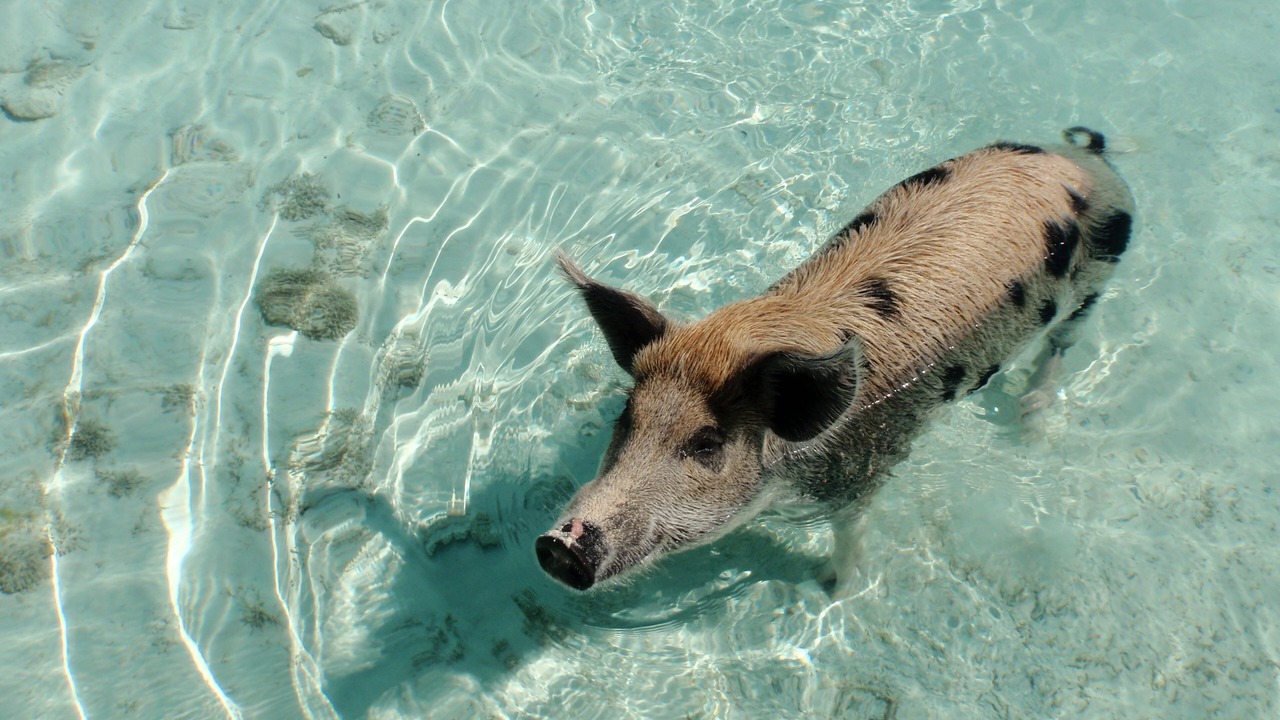 Photo of Outdoor in Staniel Cay