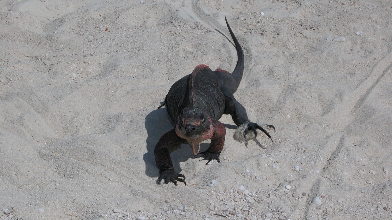 Photo of Others in Staniel Cay