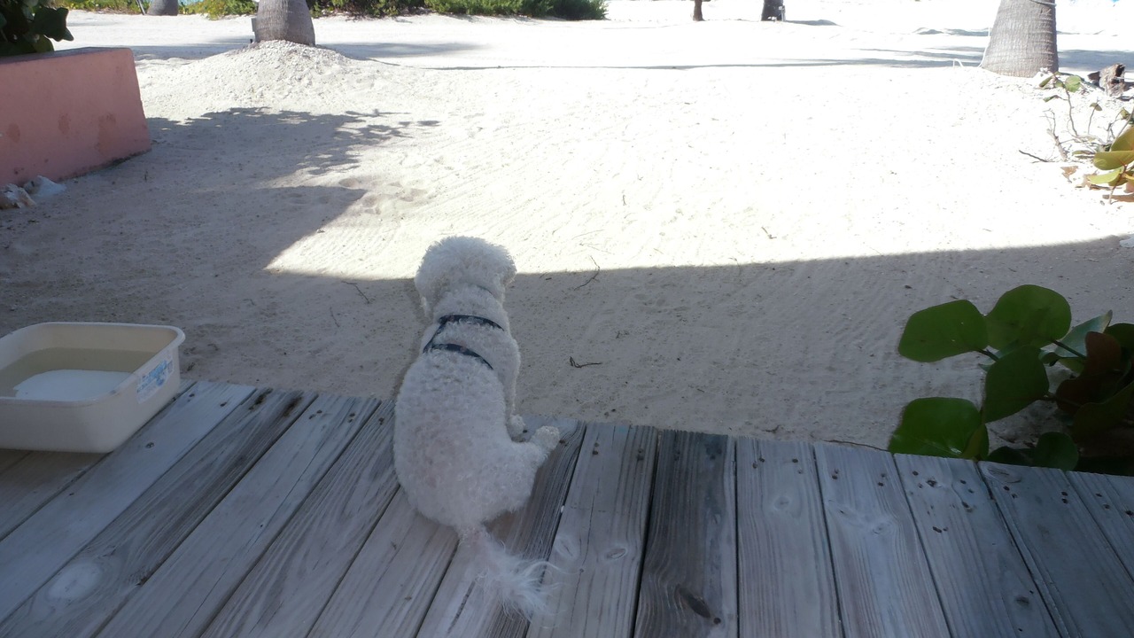 Photo of Others in South Bimini