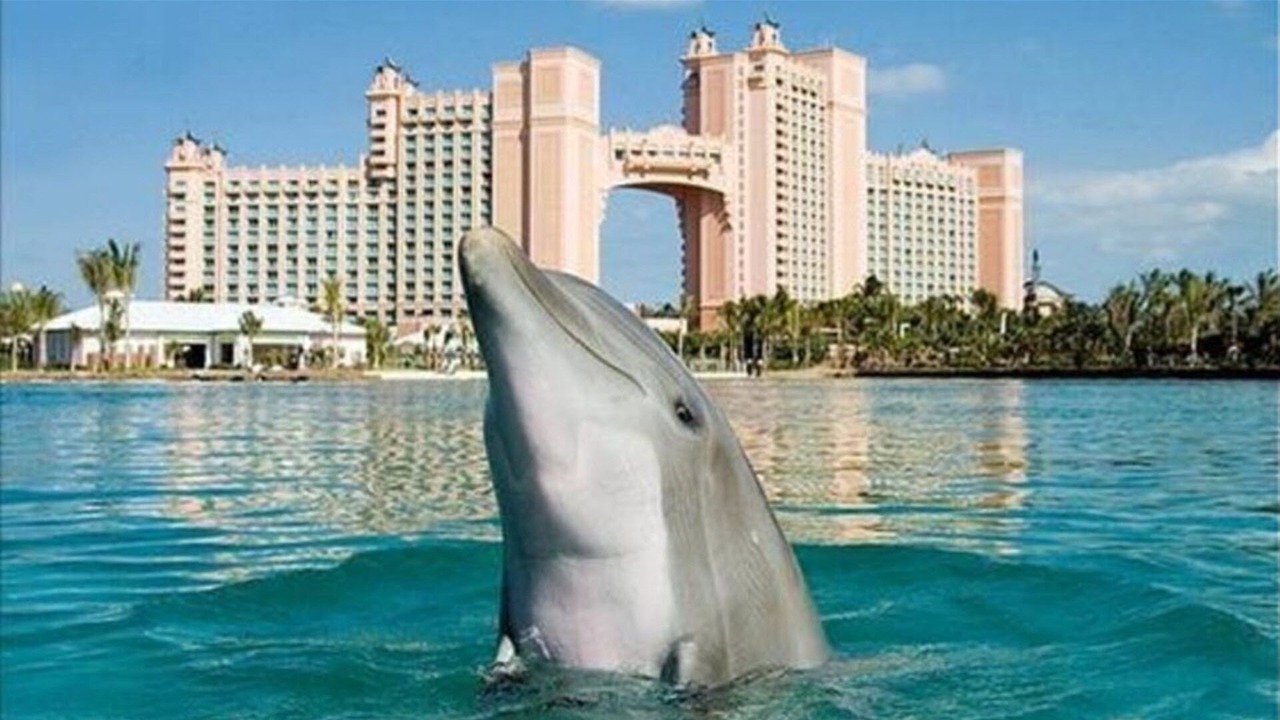 Photo of Others in Paradise Island