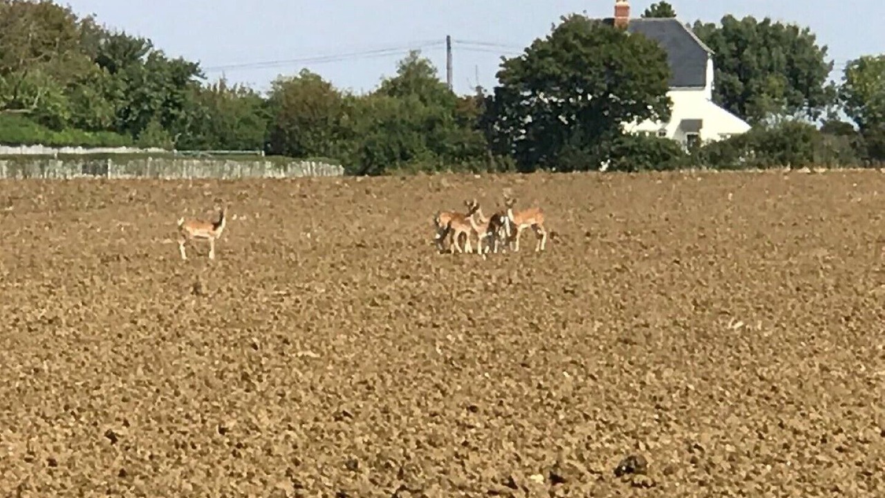 Photo of Others in Howlett End