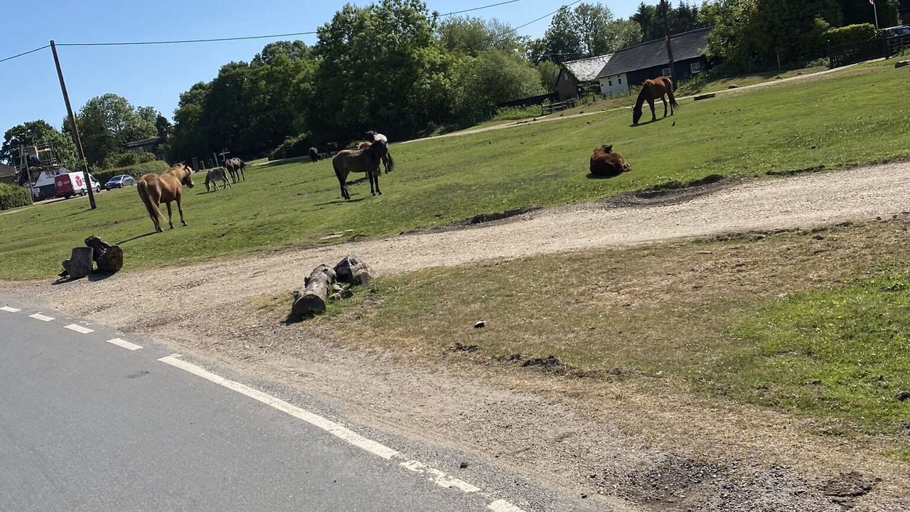 Photo of Others in North Gorley