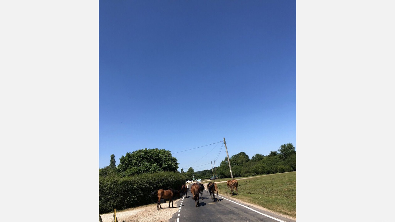 Photo of Others in North Gorley