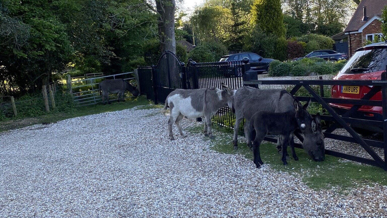 Photo of Others in North Gorley
