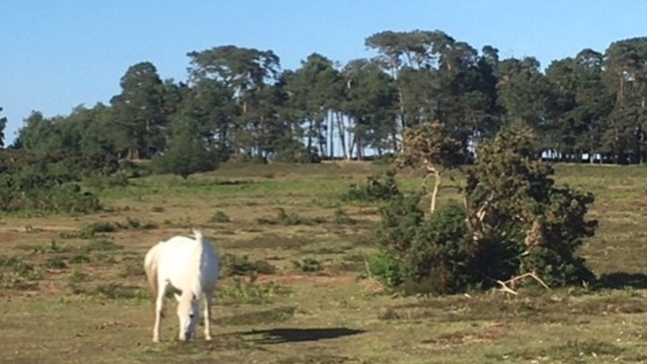 Photo of Others in New Forest District