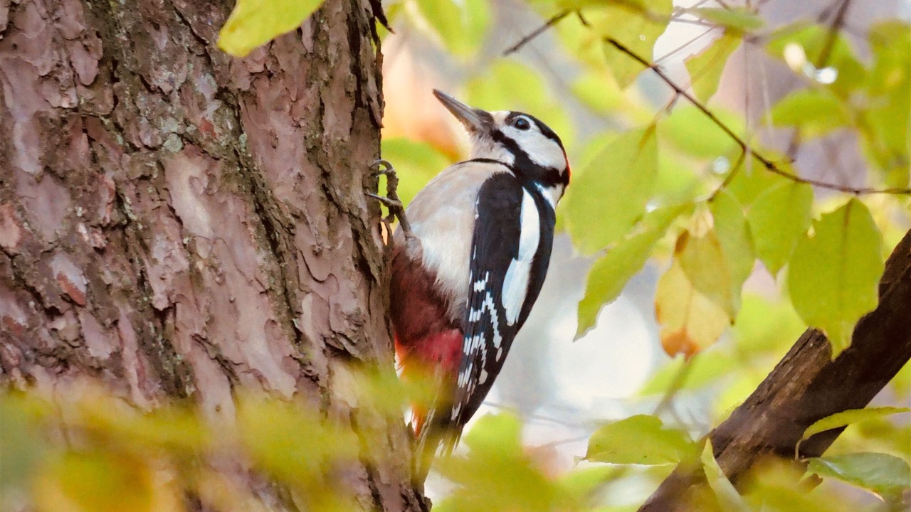 Photo of Others in New Forest District