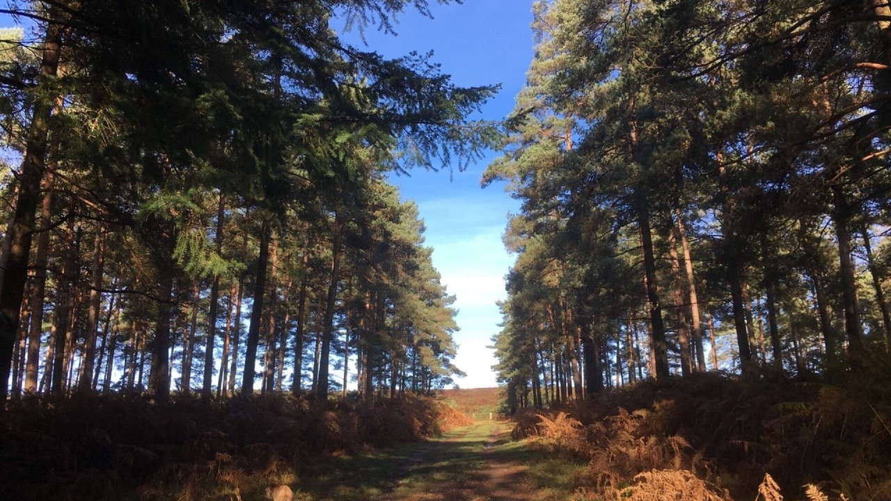 Photo of Others in New Forest District