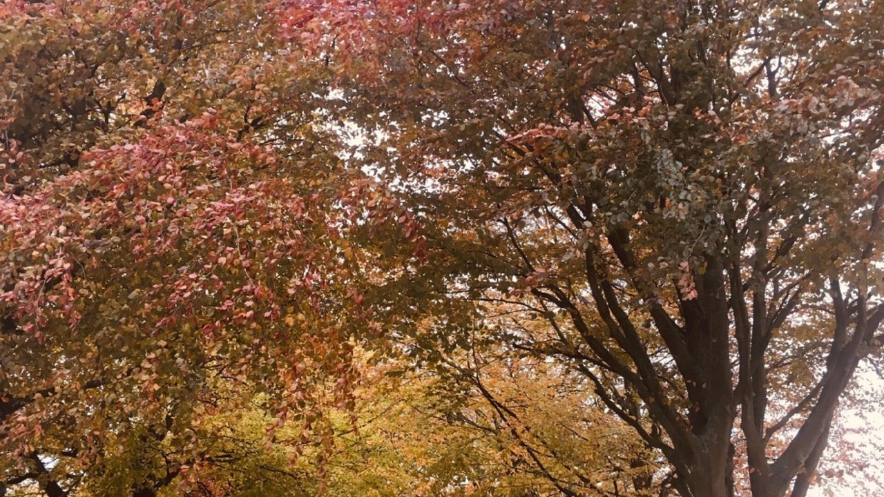 Photo of Others in New Forest District