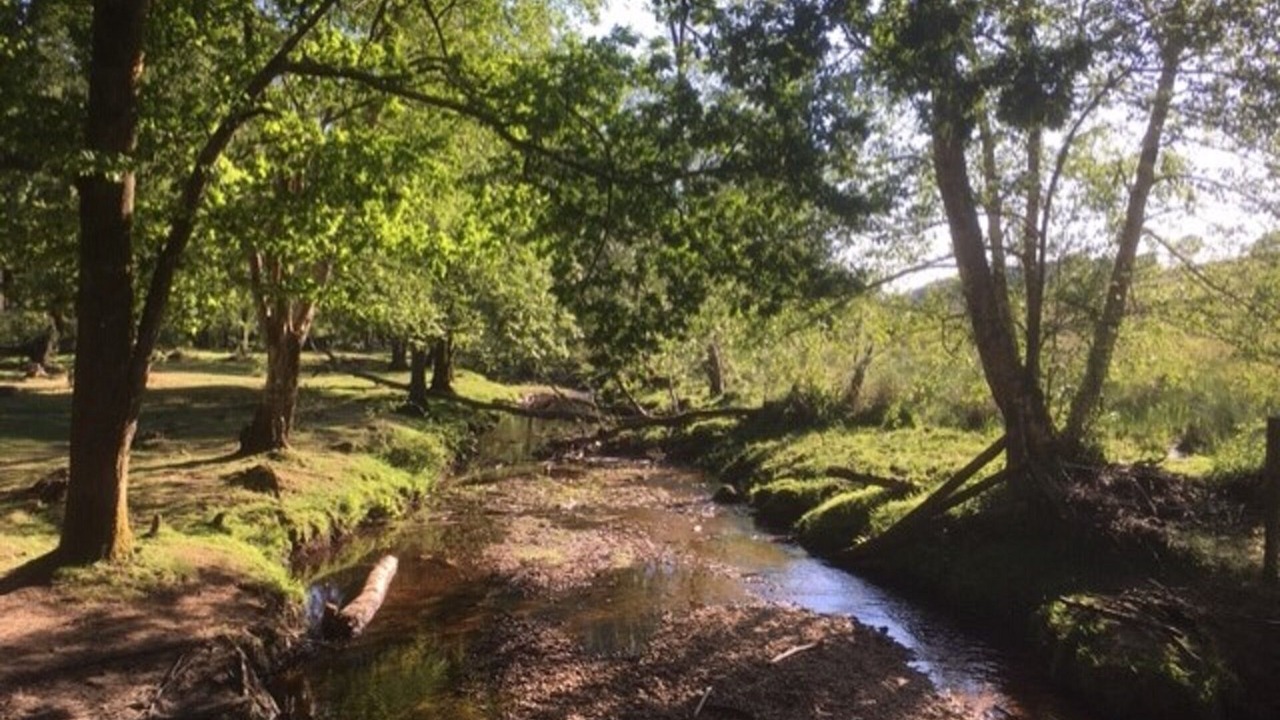 Photo of Others in New Forest District