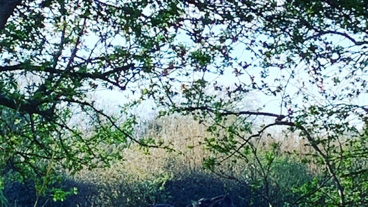 Photo of Outdoor in Dagnall