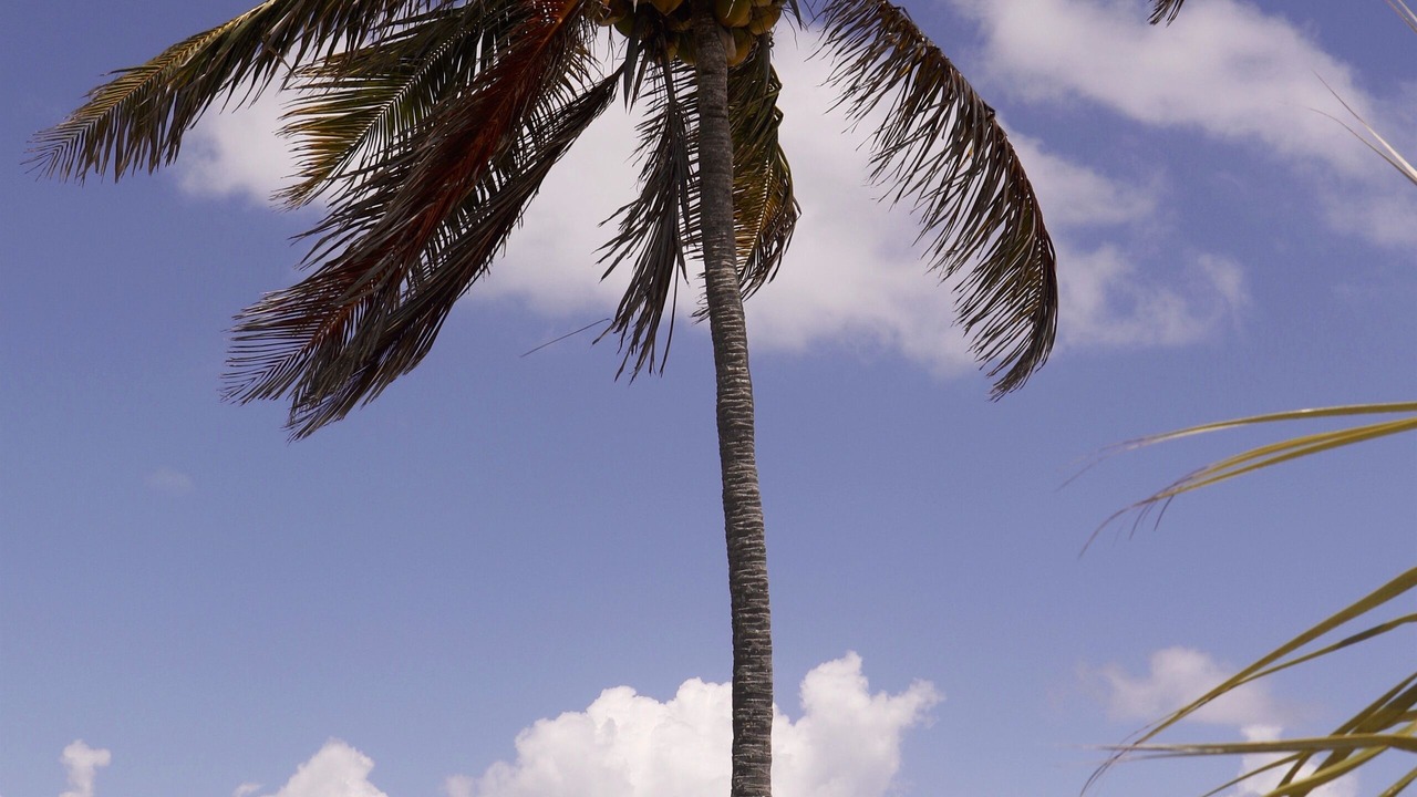 Photo of Others in North Palmetto Point