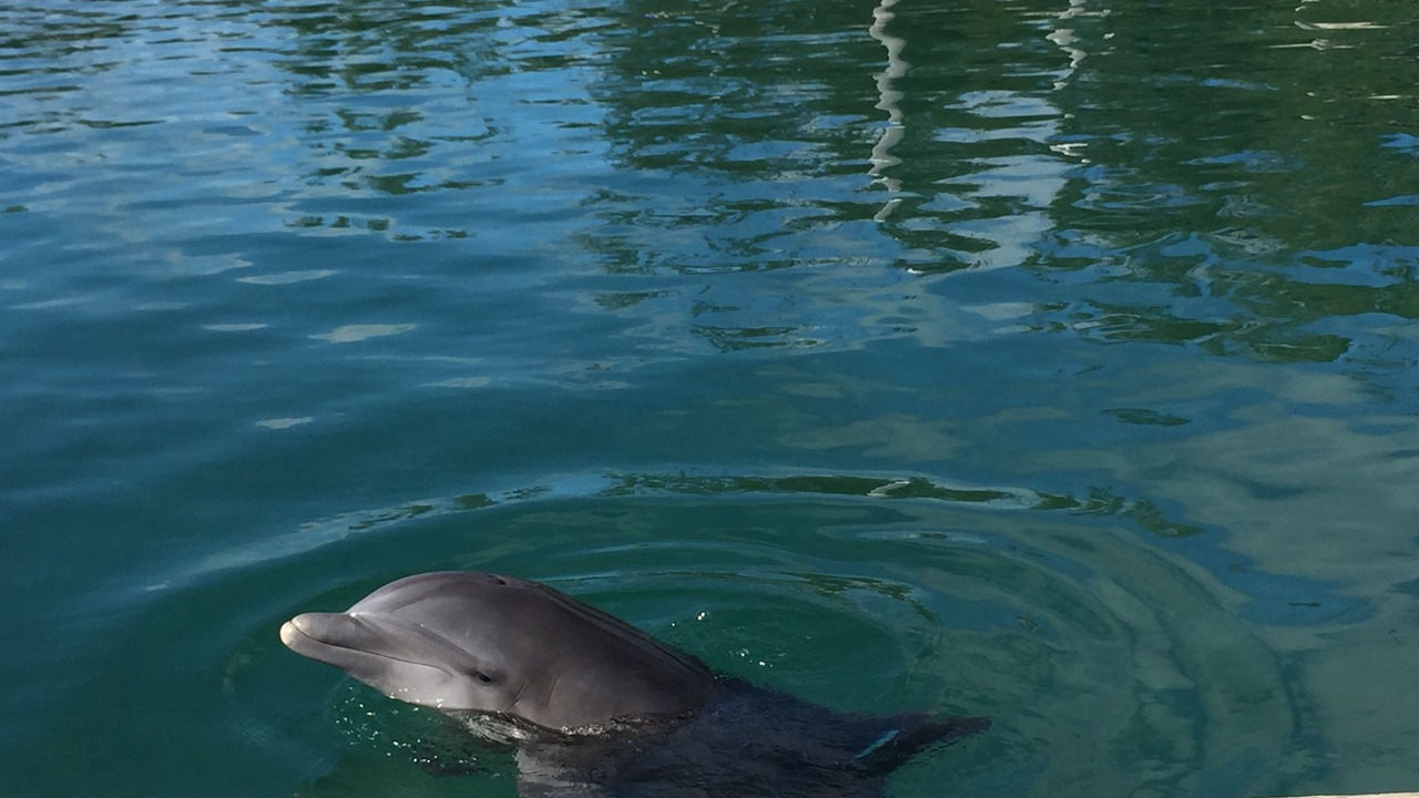 Photo of Others in Discovery Bay