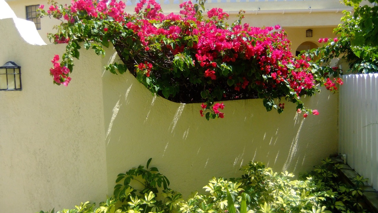 Photo of Outdoor in Paradise Island