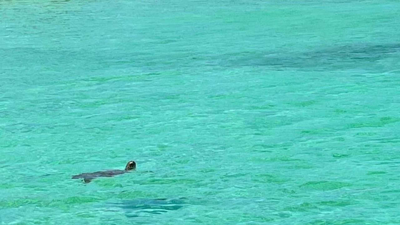Photo of Others in Green Turtle Cay