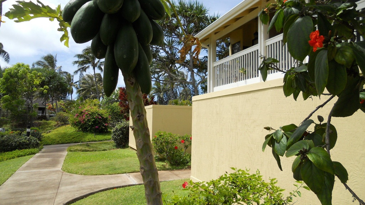 Photo of Outdoor in Kahuku