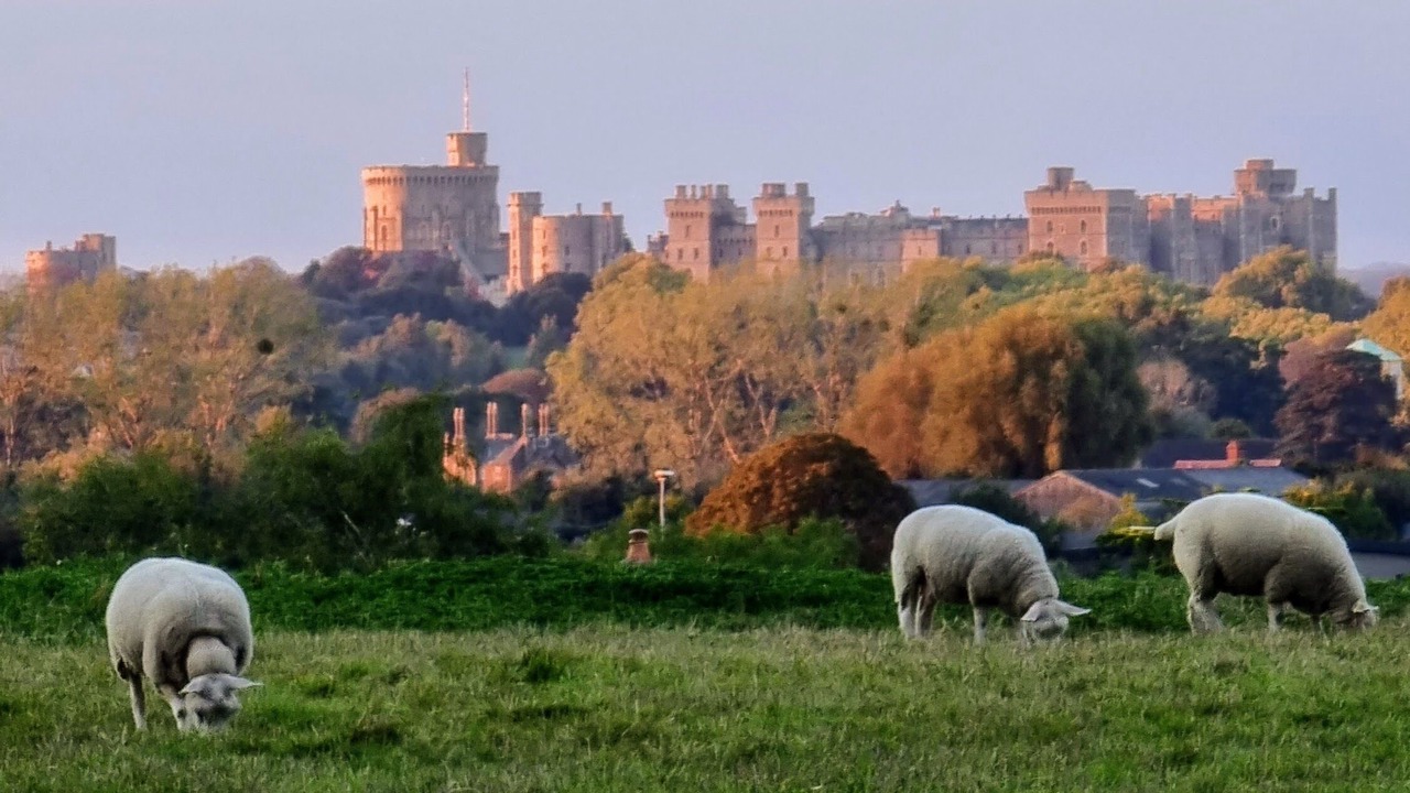 Photo of Others in Windsor