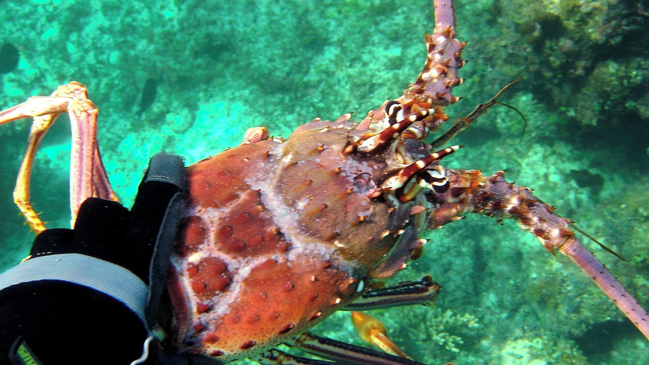 Photo of Others in Pigeon Cay