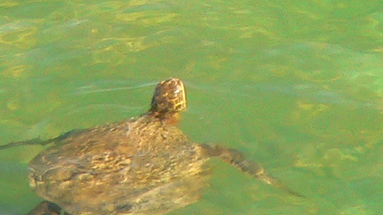 Photo of Others in Makaha