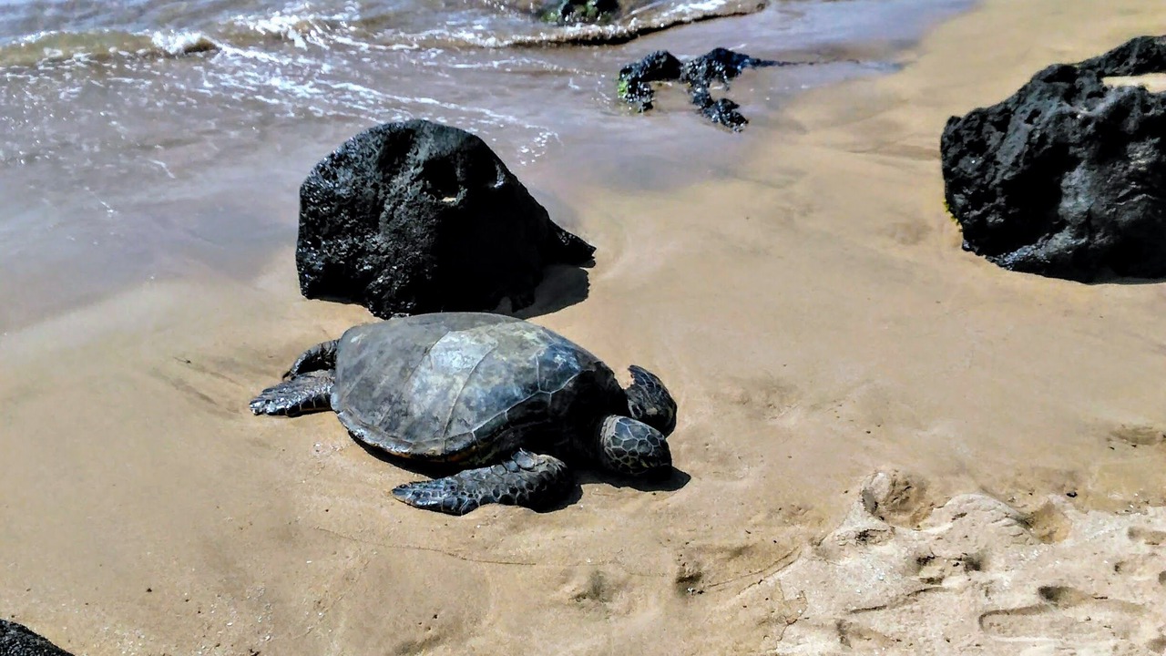 Photo of Others in Honokowai