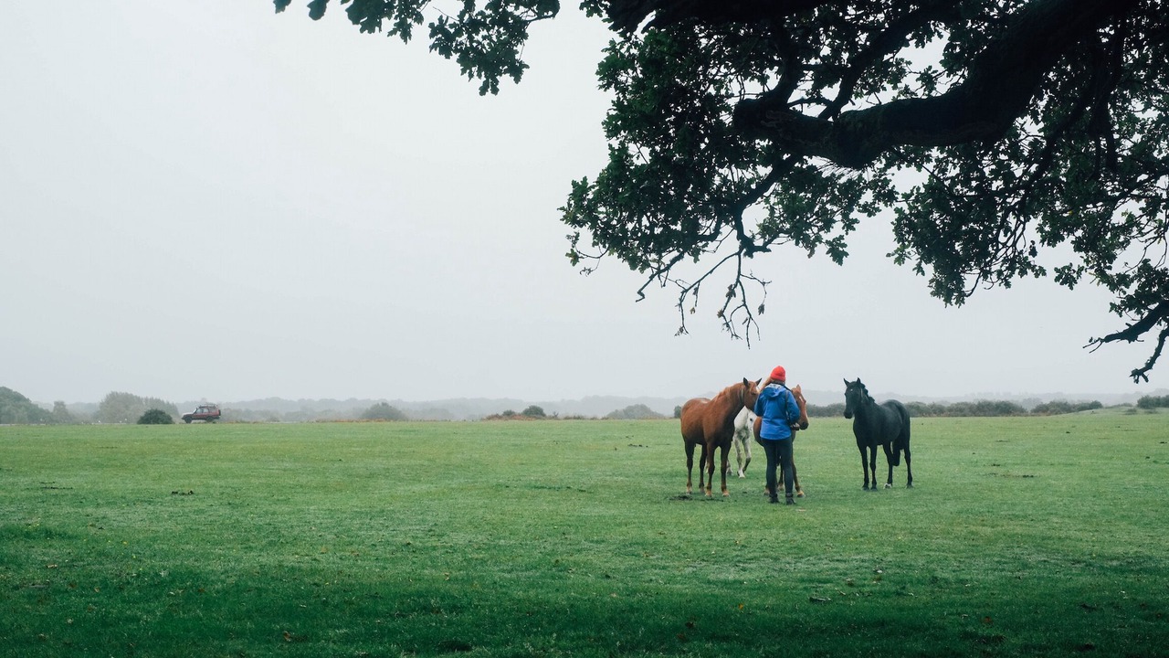 Photo of Others in New Forest District