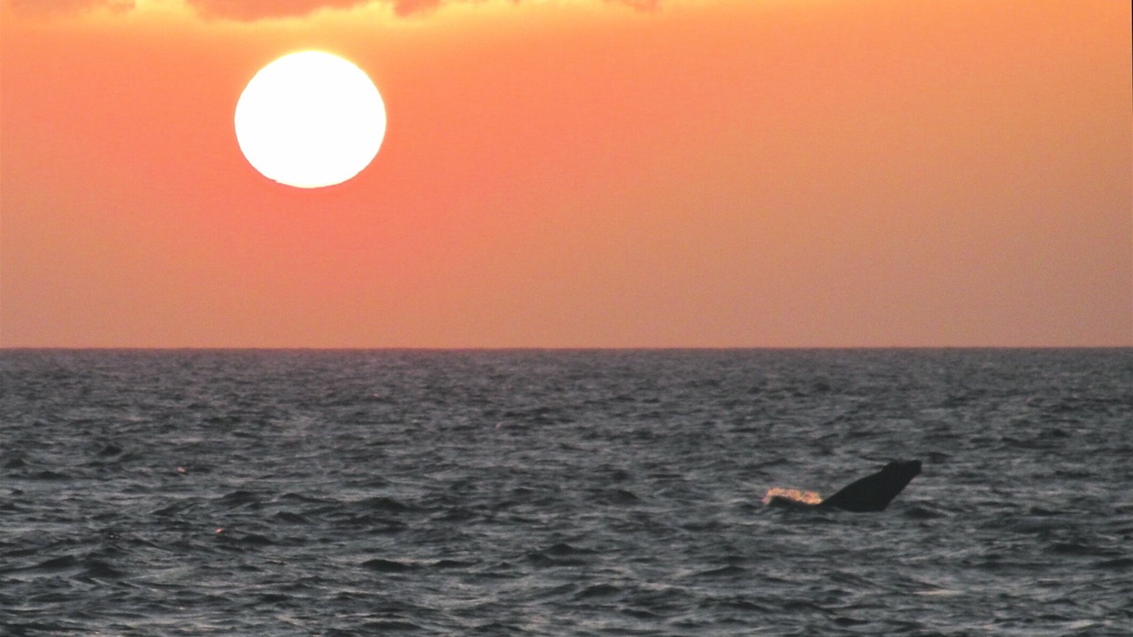 Photo of Others in Wailea