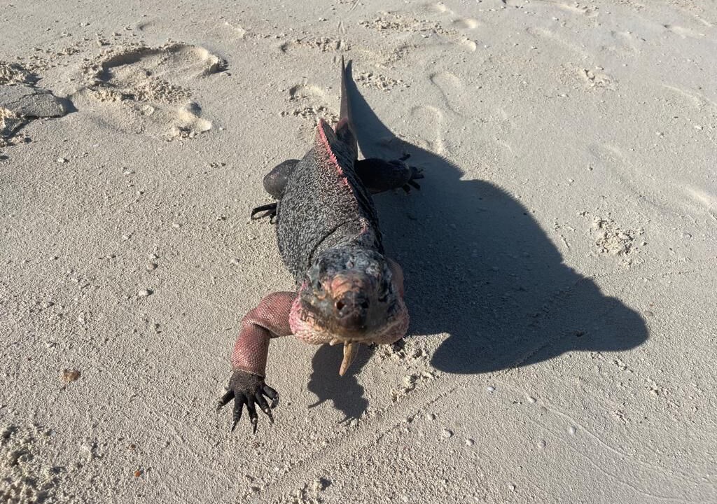 Photo of Others in Black Point