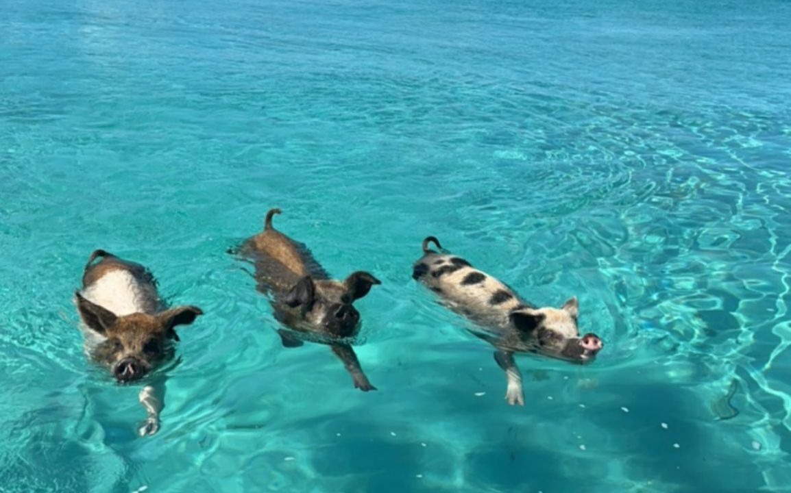 Photo of Others in Black Point