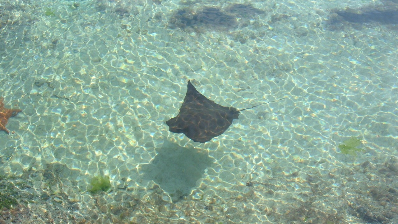 Photo of Others in Paradise Island