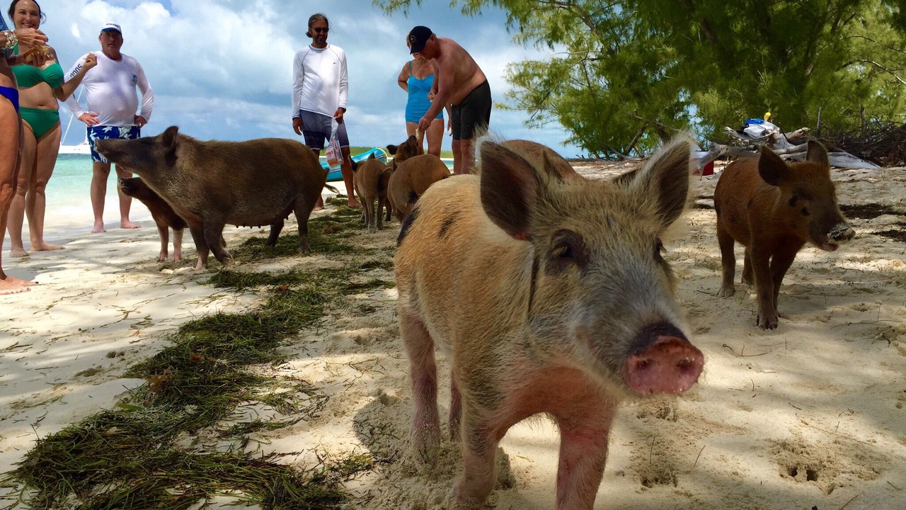 Photo of Others in Treasure Cay
