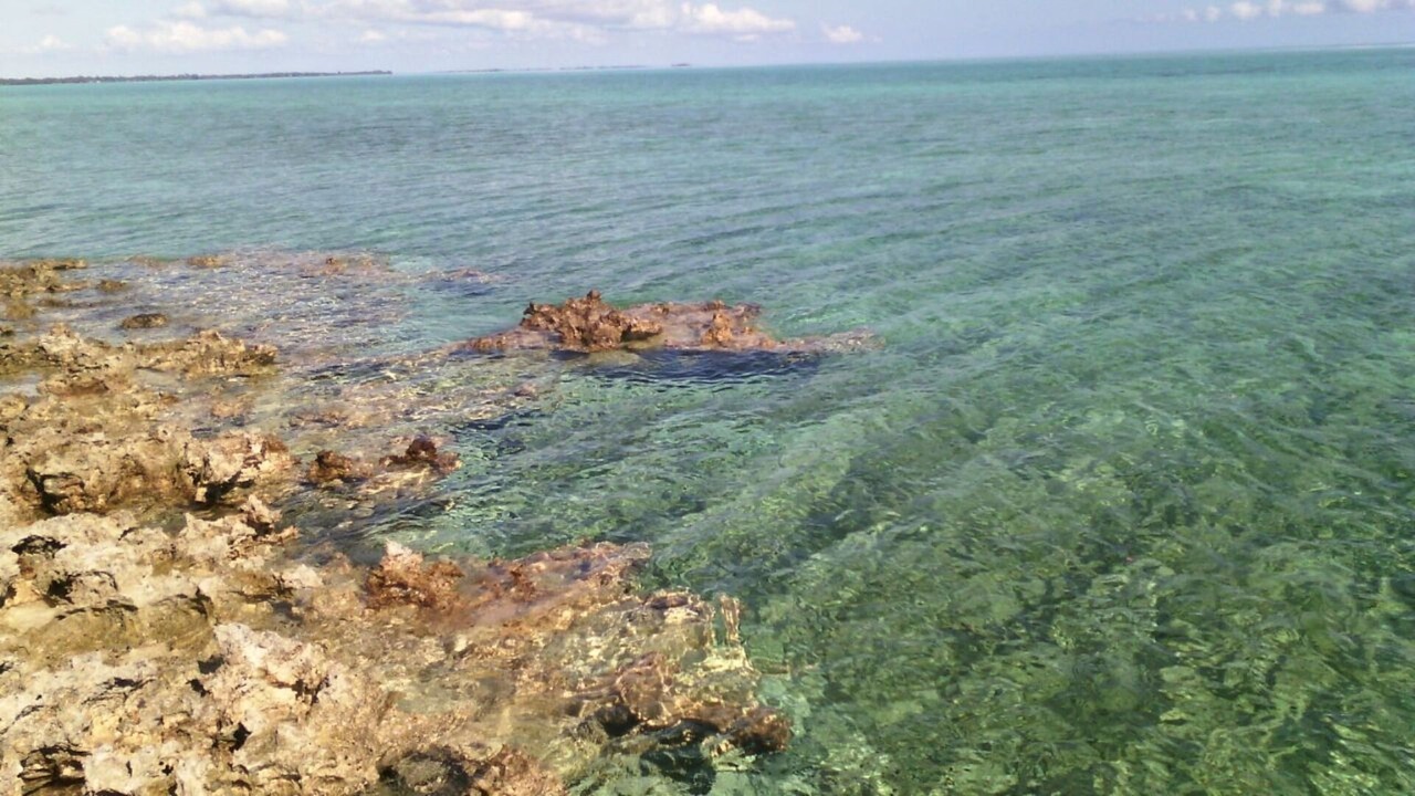 Photo of Others in Mangrove Cay