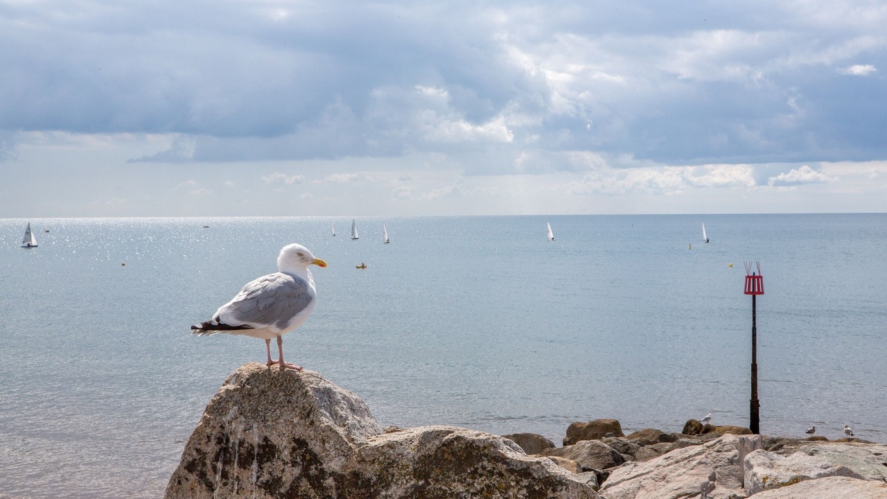 Photo of Others in Sidmouth