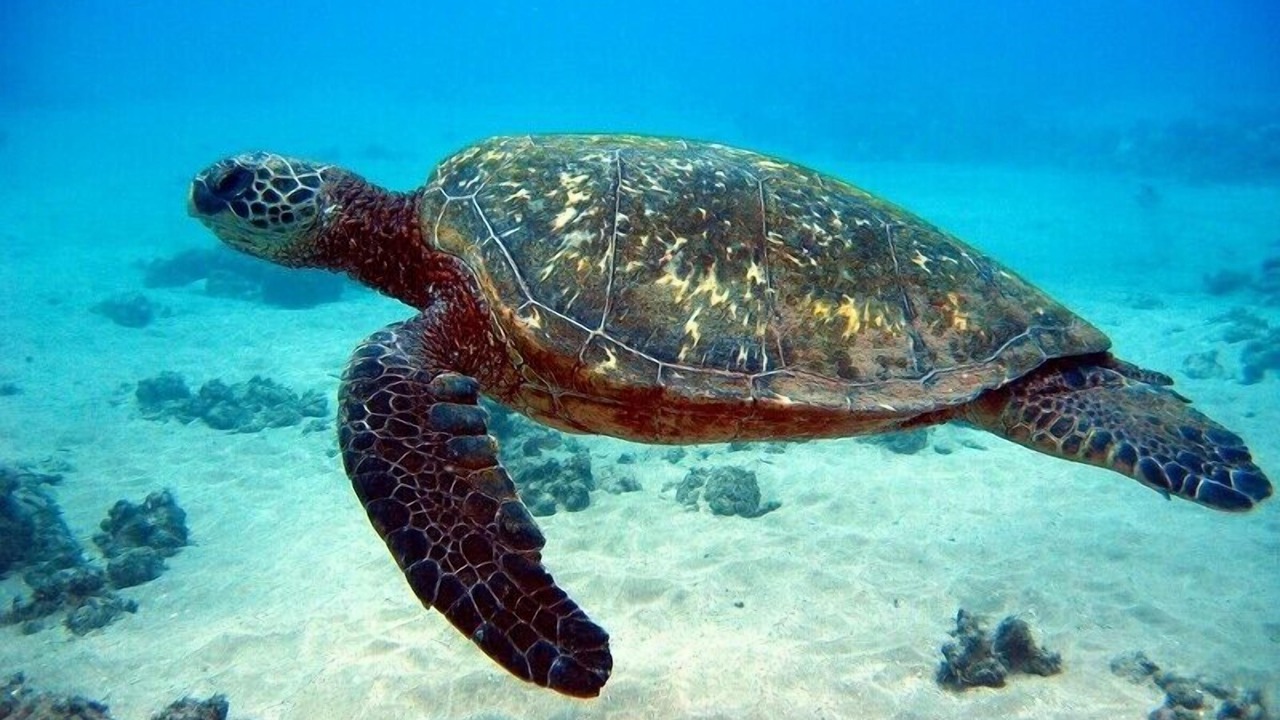 Photo of Others in Paradise Island