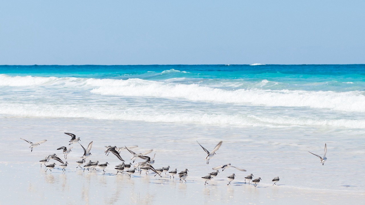 Photo of Others in Great Guana Cay