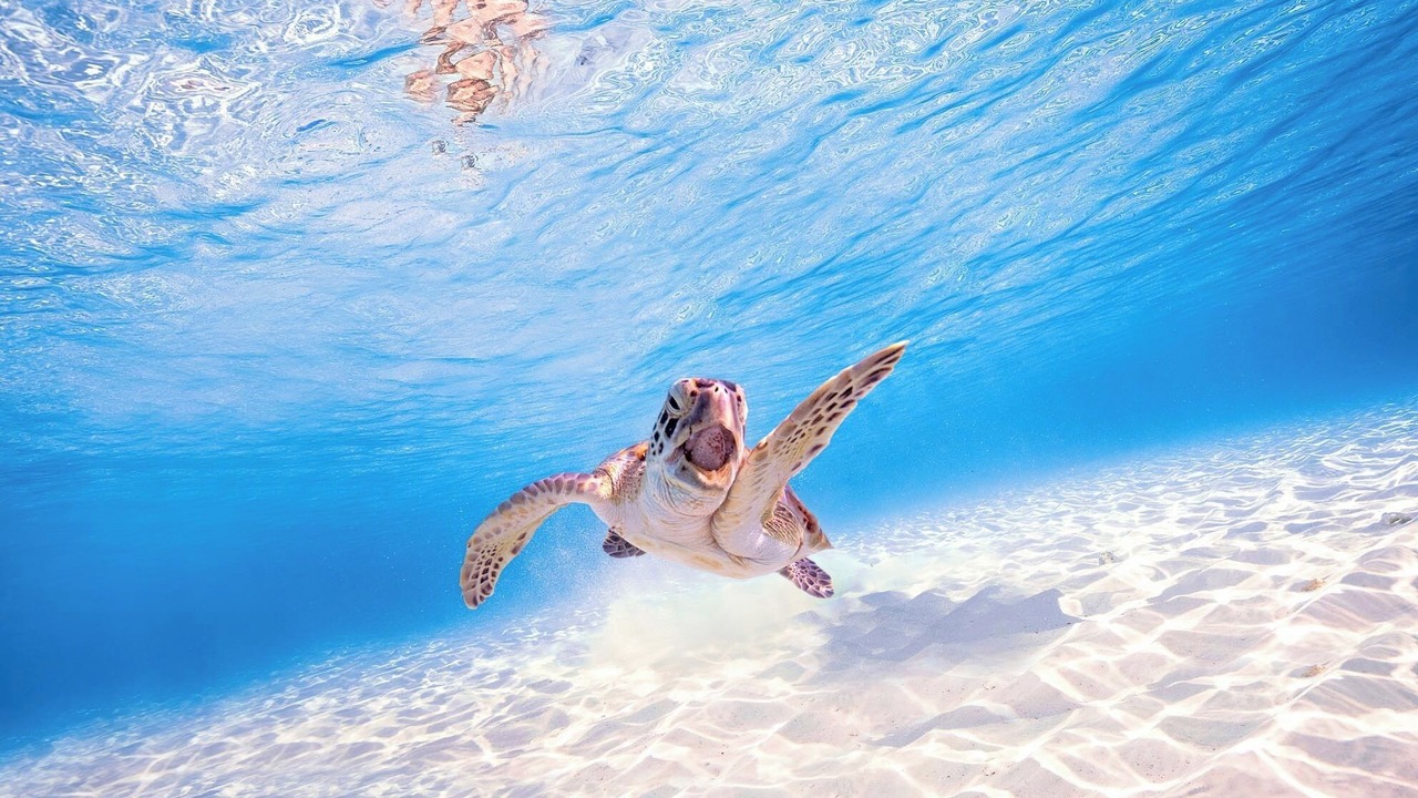 Photo of Others in Treasure Cay