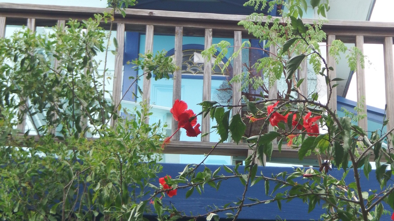 Photo of Outdoor in Forbes Hill