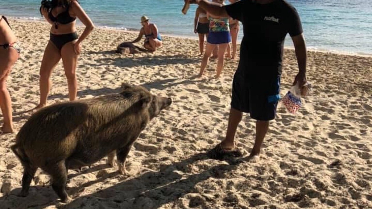 Photo of Others in Bahama Palm Shores