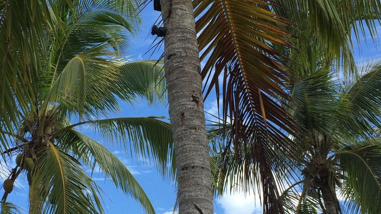 Photo of Others in South Palmetto Point
