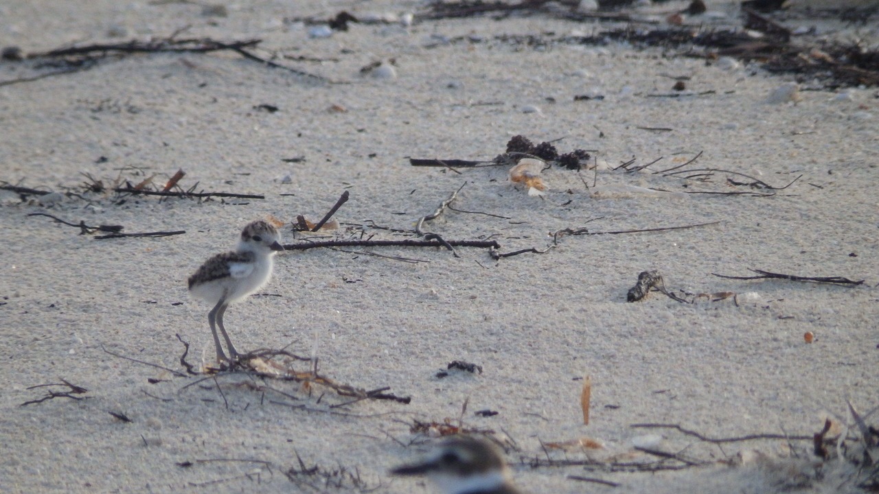 Photo of Others in Morgan's Bluff