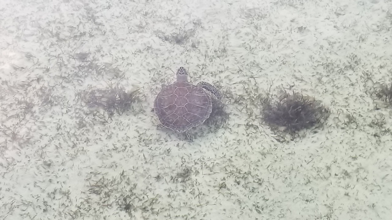 Photo of Others in Lubbers Quarters Cay
