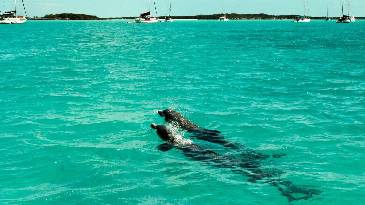 Photo of Others in Great Exuma