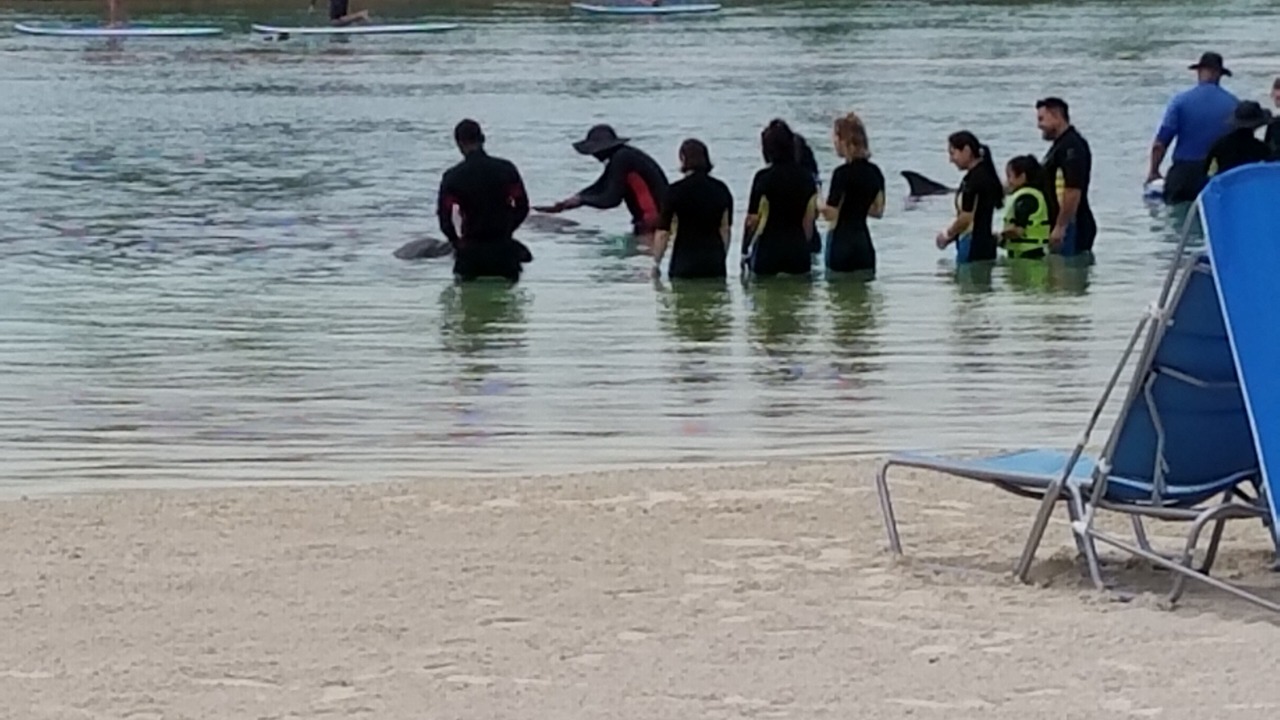 Photo of Others in Paradise Island