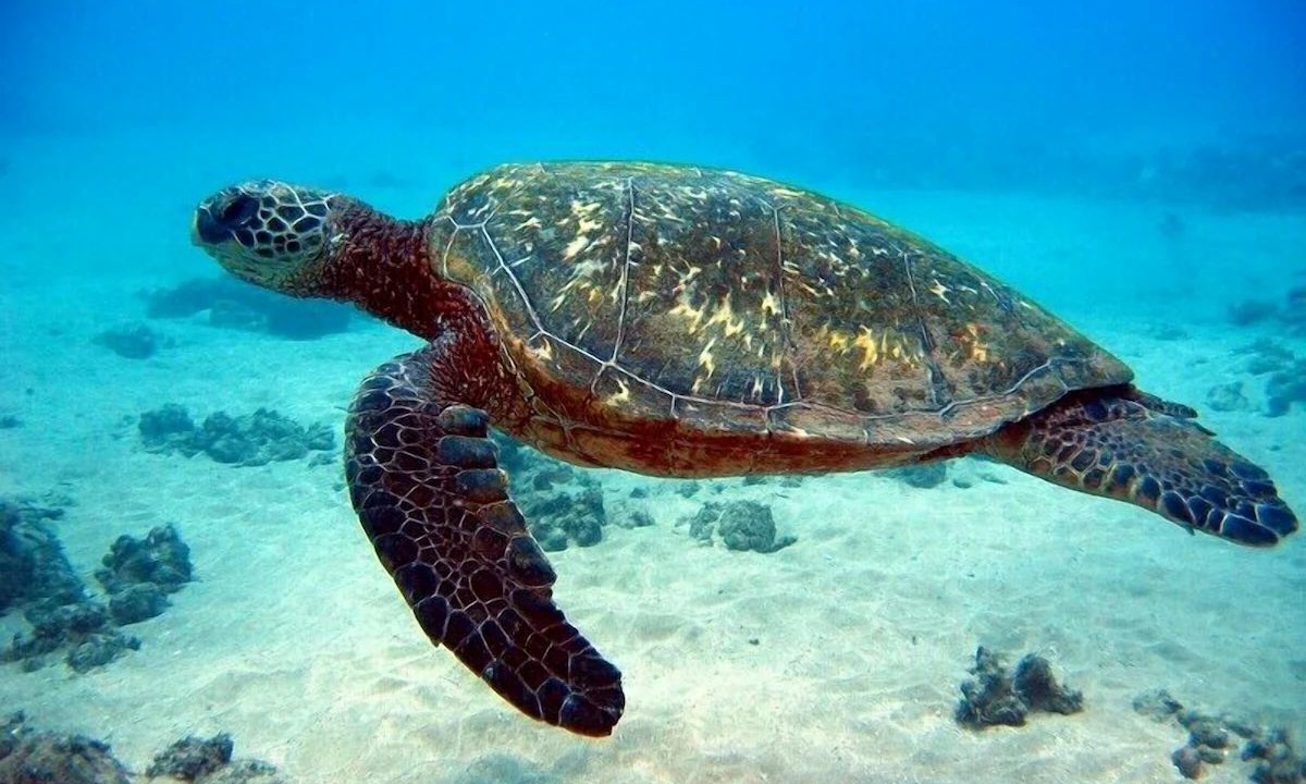 Photo of Others in Paradise Island
